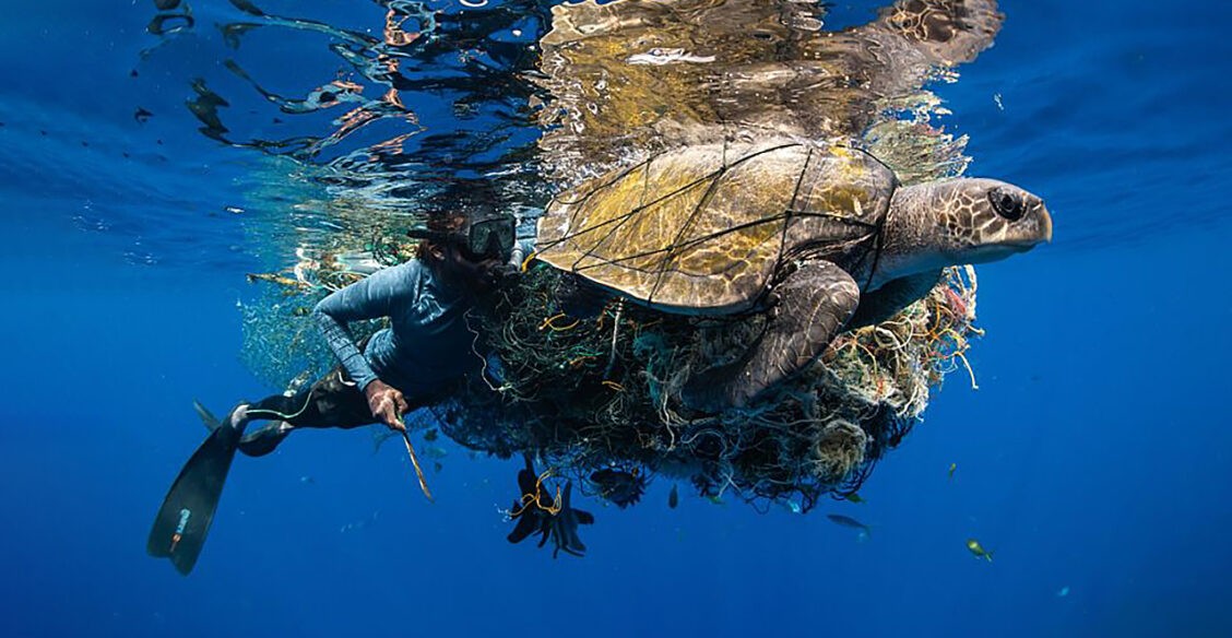 Кашалот, кораллы и гигантская черепаха. 10 лучших фотографий со дна океанов