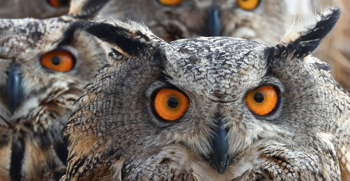 «Посмотри в глаза и скажи честно — уроки сделал?» 10 фото диких животных со всего света