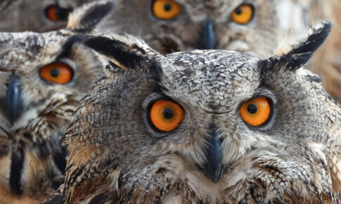 «Посмотри в глаза и скажи честно — уроки сделал?» 10 фото диких животных со всего света