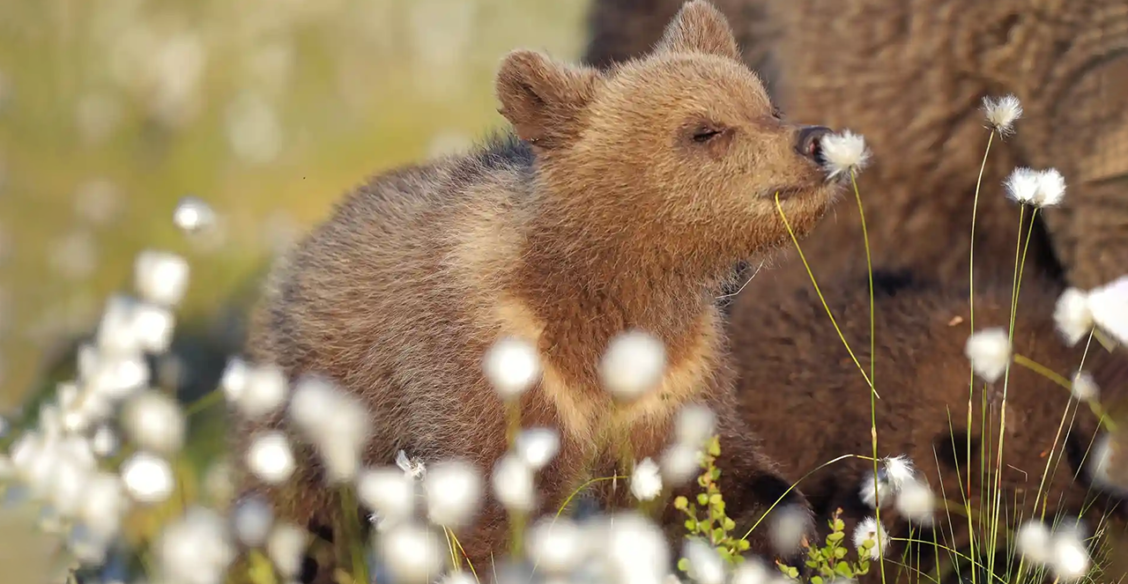 Медвежонок с цветами и улыбчивый лось. 10 трогательных фото диких животных