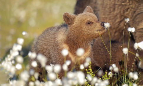 Медвежонок с цветами и улыбчивый лось. 10 трогательных фото диких животных