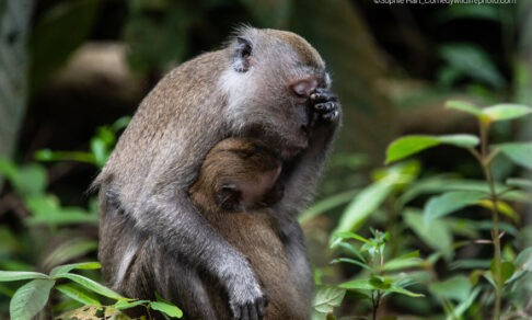 «Когда понимаешь, что каникулы почти кончились». 10 забавных фото диких животных