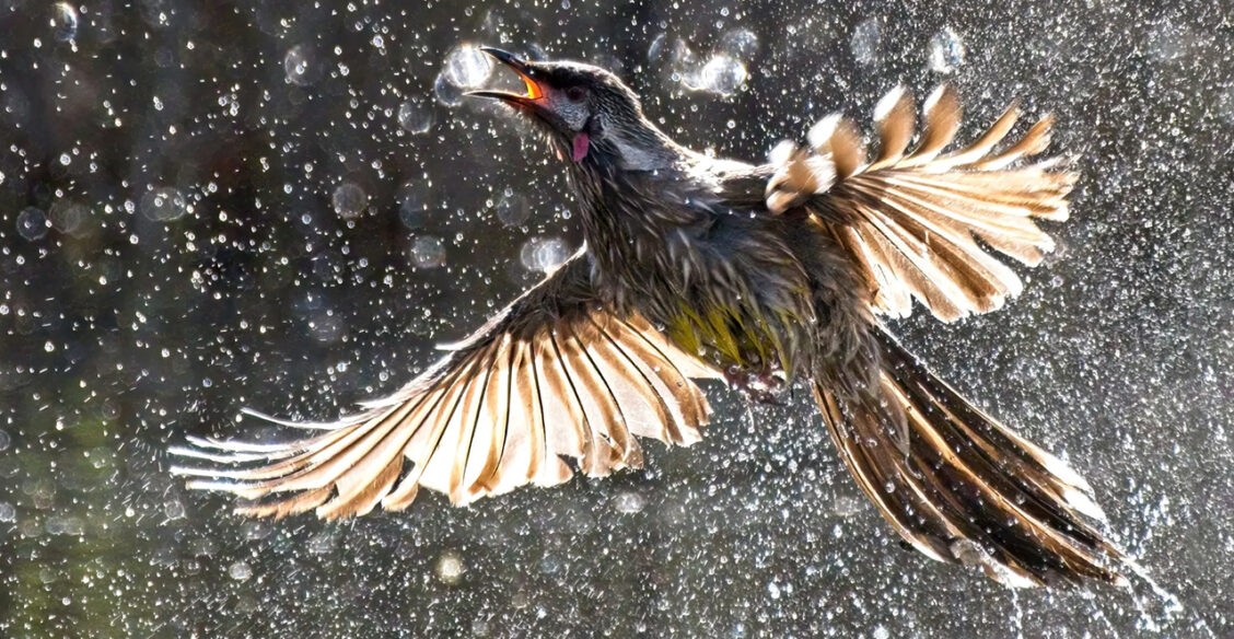 Застенчивый альбатрос и отважная пустельга. 10 фото птиц, которых вы еще не видели