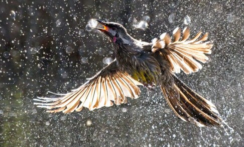 Застенчивый альбатрос и отважная пустельга. 10 фото птиц, которых вы еще не видели