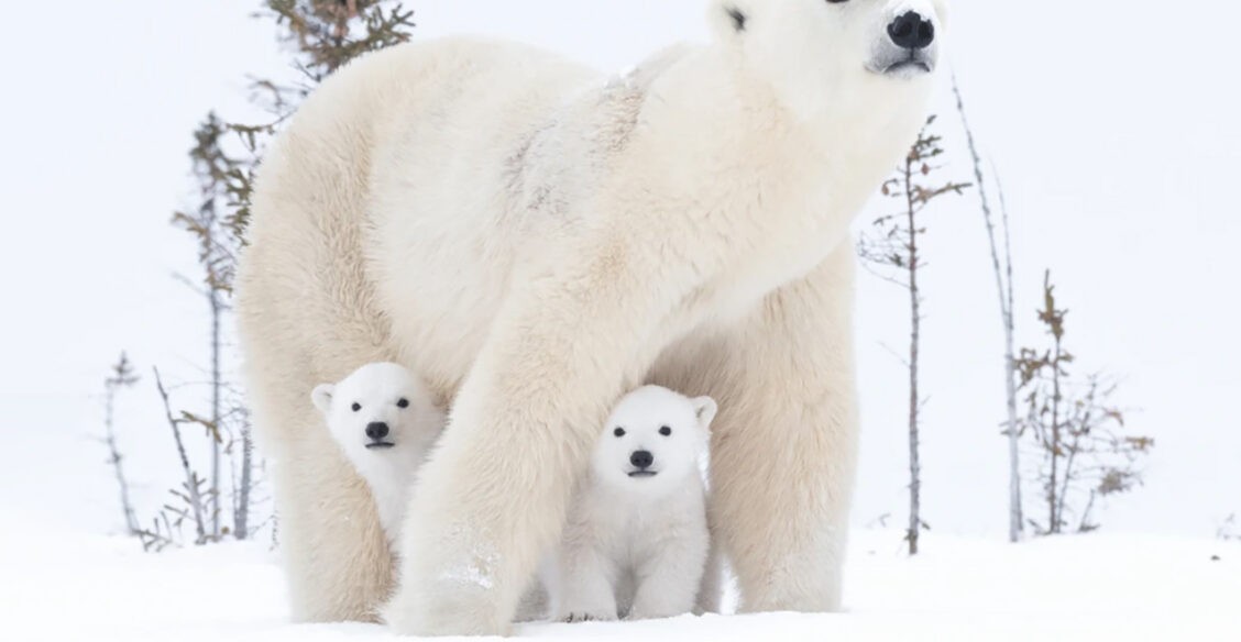 Хозяин Арктики. 10 невероятных фото белых медведей