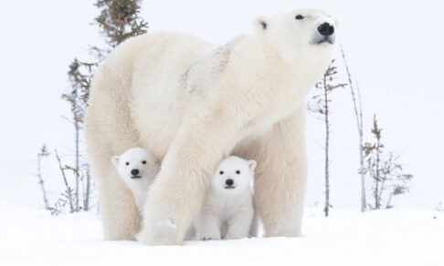 Хозяин Арктики. 10 невероятных фото белых медведей