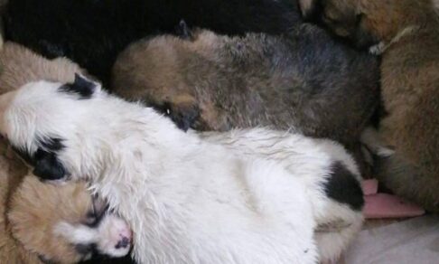 Омский полицейский спас восьмерых щенков, которые едва не замерзли (фото)