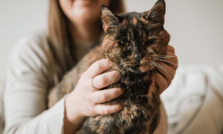 Как живет Флосси, самая пожилая кошка в мире