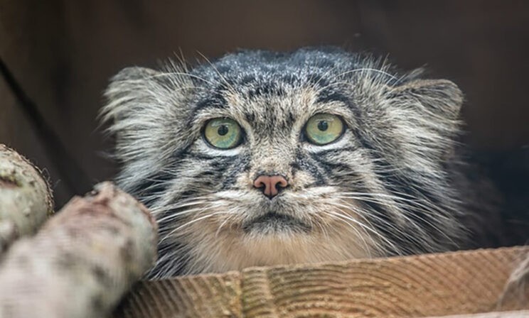 Как живет манул Тимофей — символ московского зоопарка