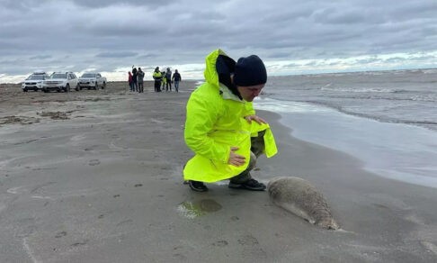 На берегу Каспия тысячами гибнут тюлени. Почему это происходит