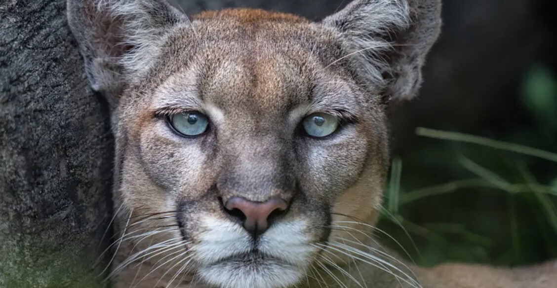 Гриб-призрак, застенчивый орангутан и пума. 10 фото природы со всего света
