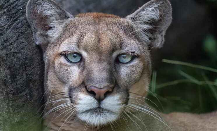 Гриб-призрак, застенчивый орангутан и пума. 10 фото природы со всего света