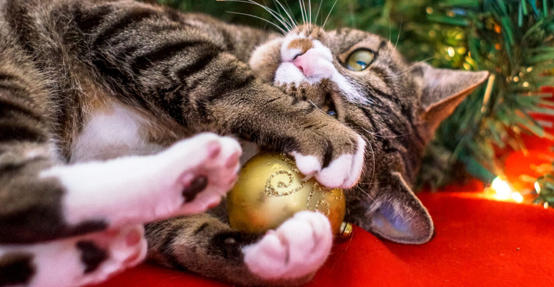 Кот, елка и Новый год. 10 забавных фотографий