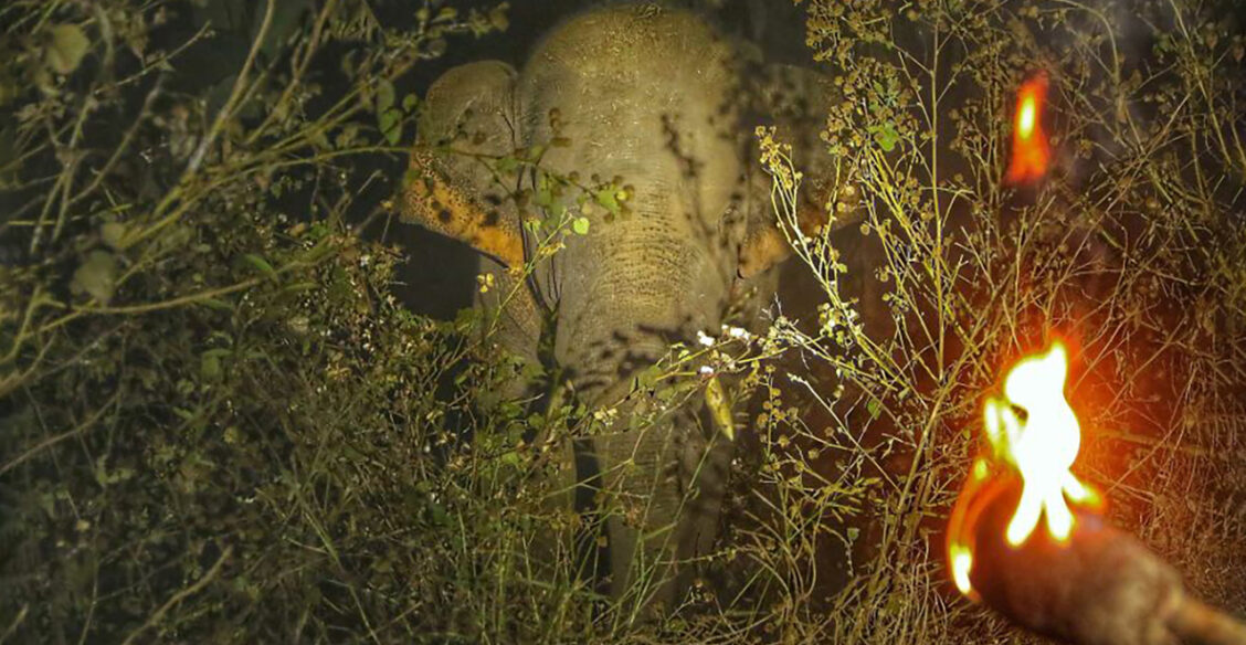 Слон в свете факела и крыло Жар-птицы. 10 невероятных фото диких животных