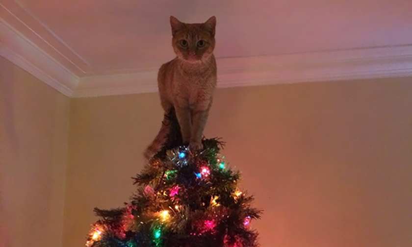Кот, елка и Новый год. 10 забавных фотографий | Правмир