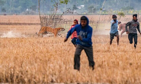 «Караул, тигр идет!» 10 невероятных фото диких животных