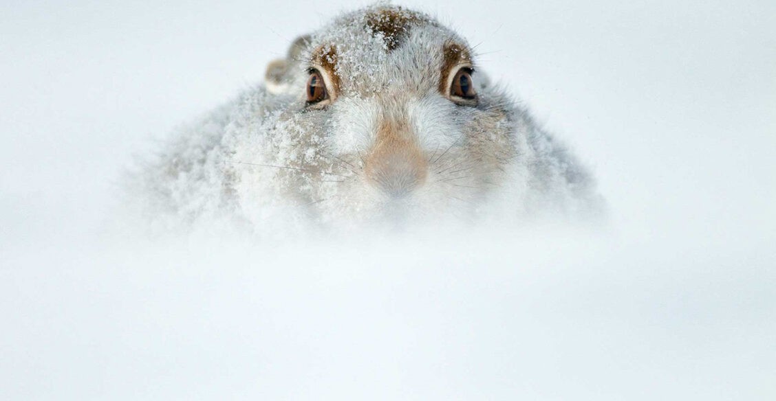 Звери в зимнем лесу. 10 сказочных фото