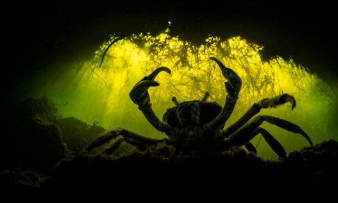 Танец цапли и семейный портрет рысей. 10 невероятных фото диких животных