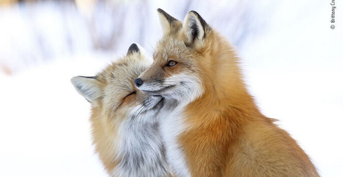 Нам так не хватает нежности. 10 невероятных фото диких животных