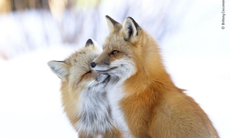 Нам так не хватает нежности. 10 невероятных фото диких животных