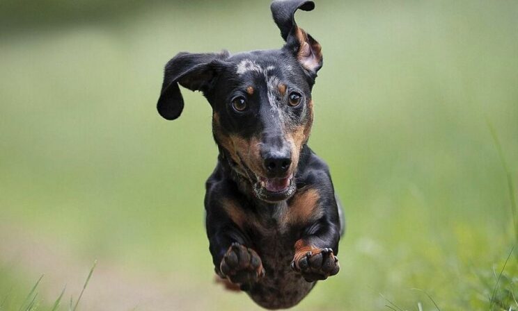 Хорошо псу в лесу! 10 фото собак