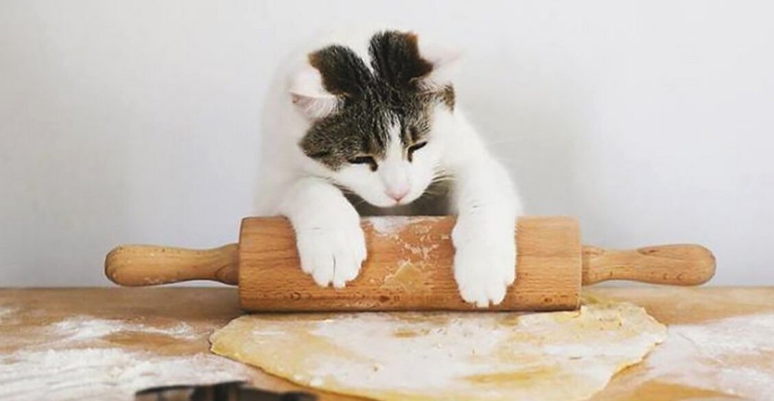 «Наташа, включай духовку!» 10 говорящих фото котов