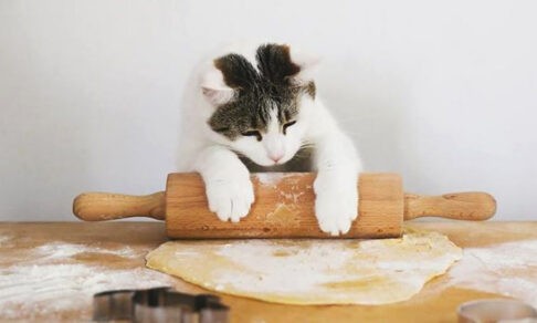 «Наташа, включай духовку!» 10 говорящих фото котов