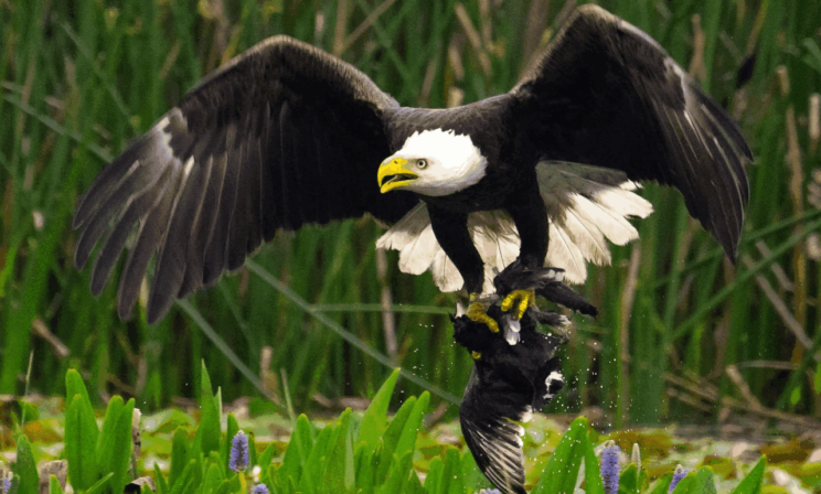 Грустные гориллы, эвакуация жирафов и мусорное пастбище. Лучшие фото животных недели