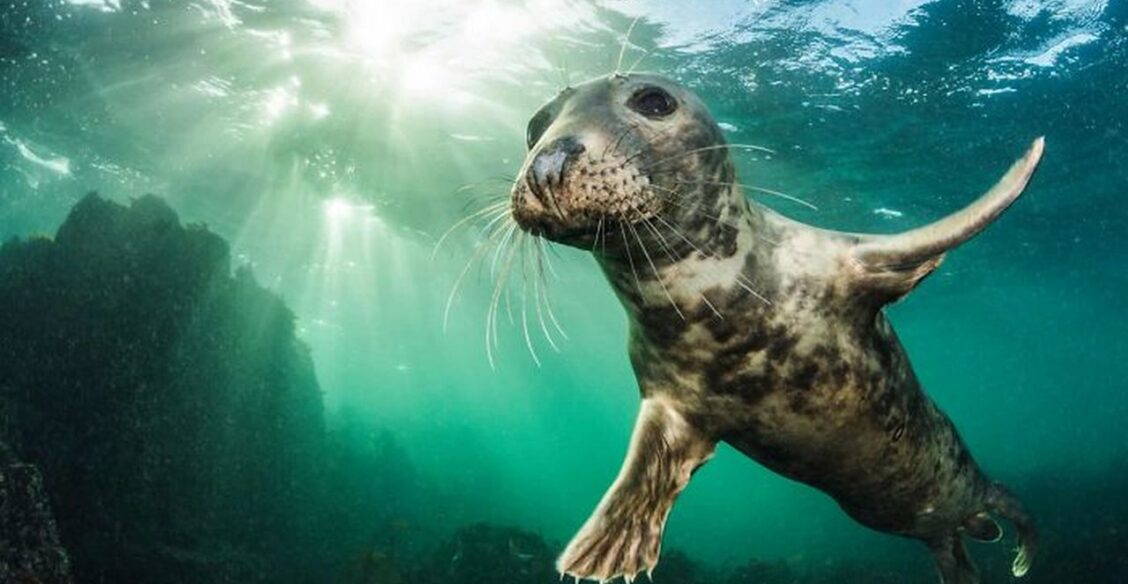 «Та-дам!» Лучшие фото животных десятилетия