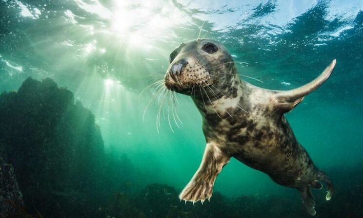 «Та-дам!» Лучшие фото животных десятилетия
