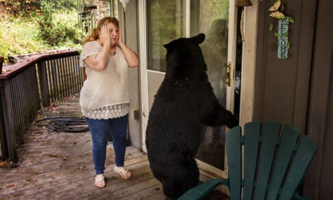 «Маша и медведи». Дикие животные в гостях у людей — 13 фото