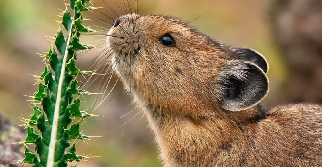 Пикачу в реальной жизни: 10 фото американских пищух