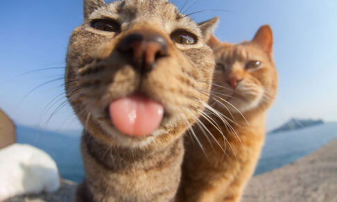 Строгие коты и летающие собаки. Самые смешные фото животных 2023