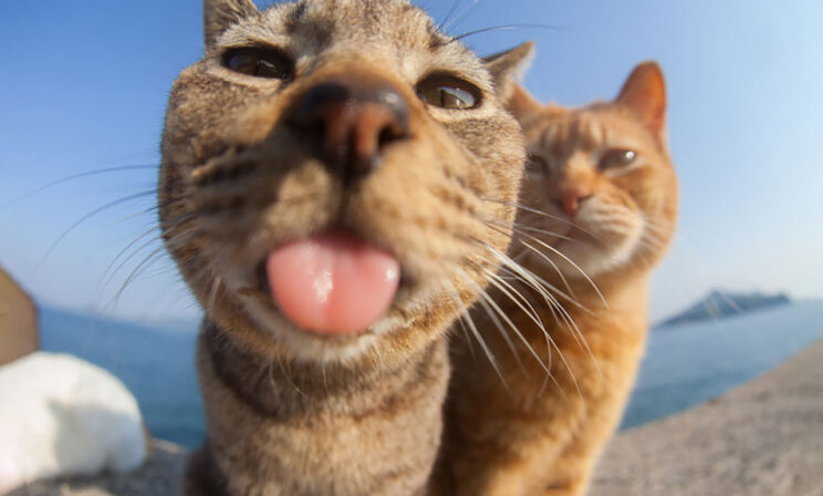 Строгие коты и летающие собаки. Самые смешные фото животных 2023