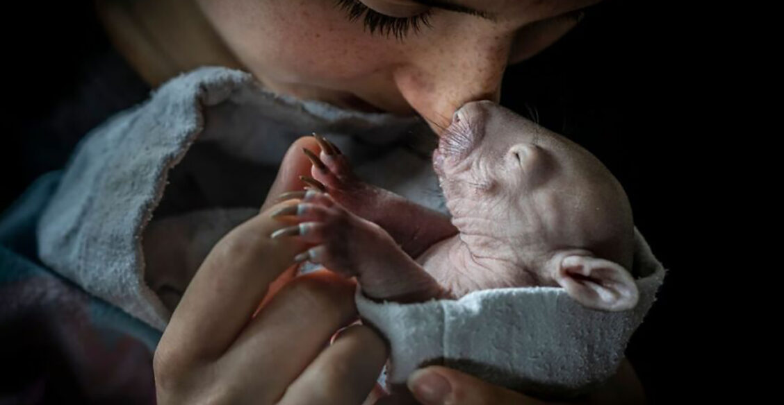 Медведи на качелях, купание лося и очаровательные детеныши. Лучшие фото природы 2023