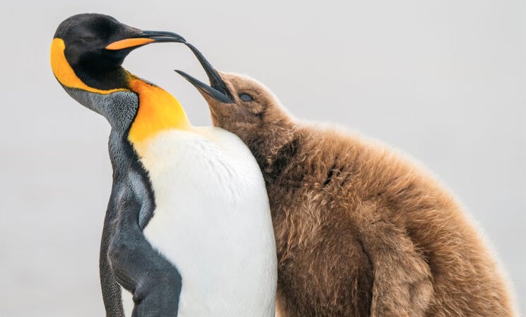 Мама, дай еще рыбы! 10 удивительных фото птиц со всего света