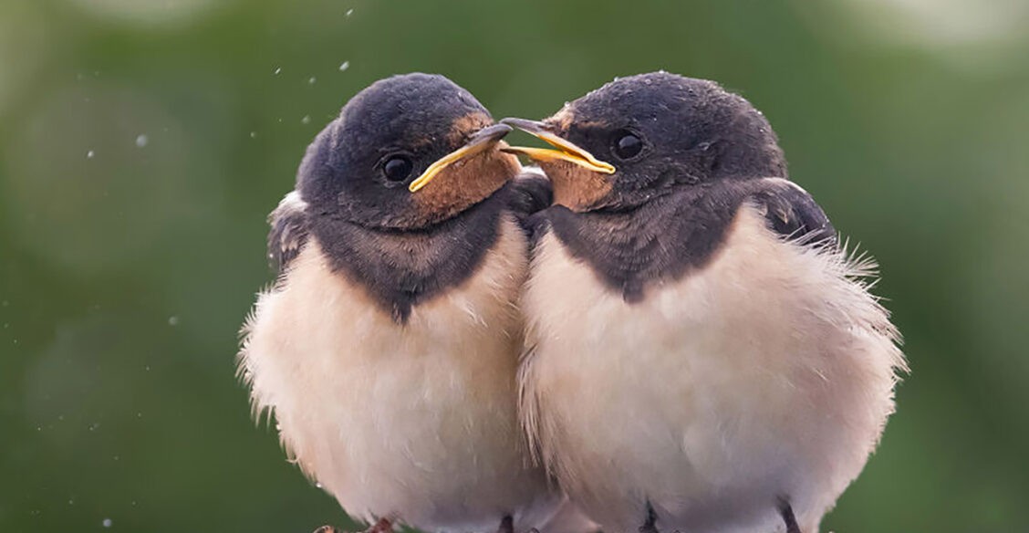 Гордая цапля, свободный воробей и очаровательные утята. 10 моментов из жизни птиц