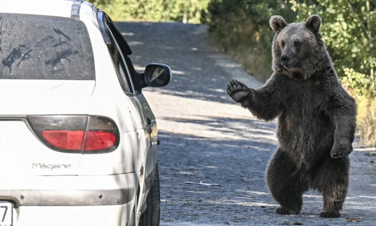 Медведь-автостопщик, спящие моржи и арктические кролики. 10 фото дикой природы
