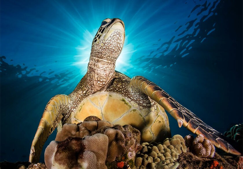 Самый быстрый пингвин, одинокий медведь и дайвер в окружении акул. Лучшие фото океана 2023 года