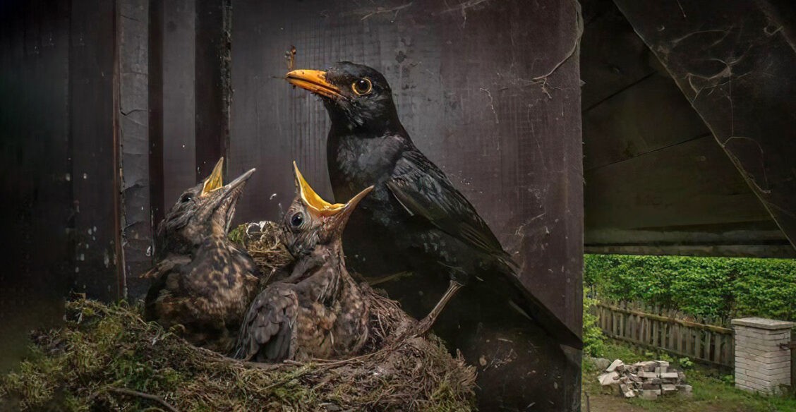 «Мы не подглядываем, это ты за нами следишь!» 10 фото, которые напомнят, что красота — рядом