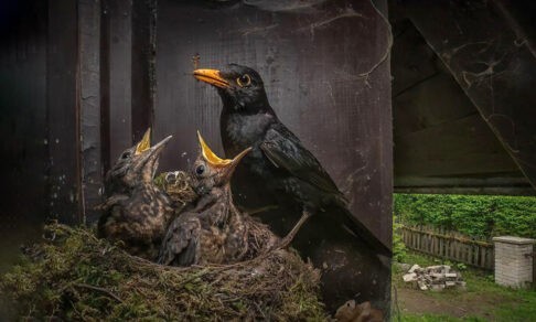 «Мы не подглядываем, это ты за нами следишь!» 10 фото, которые напомнят, что красота — рядом