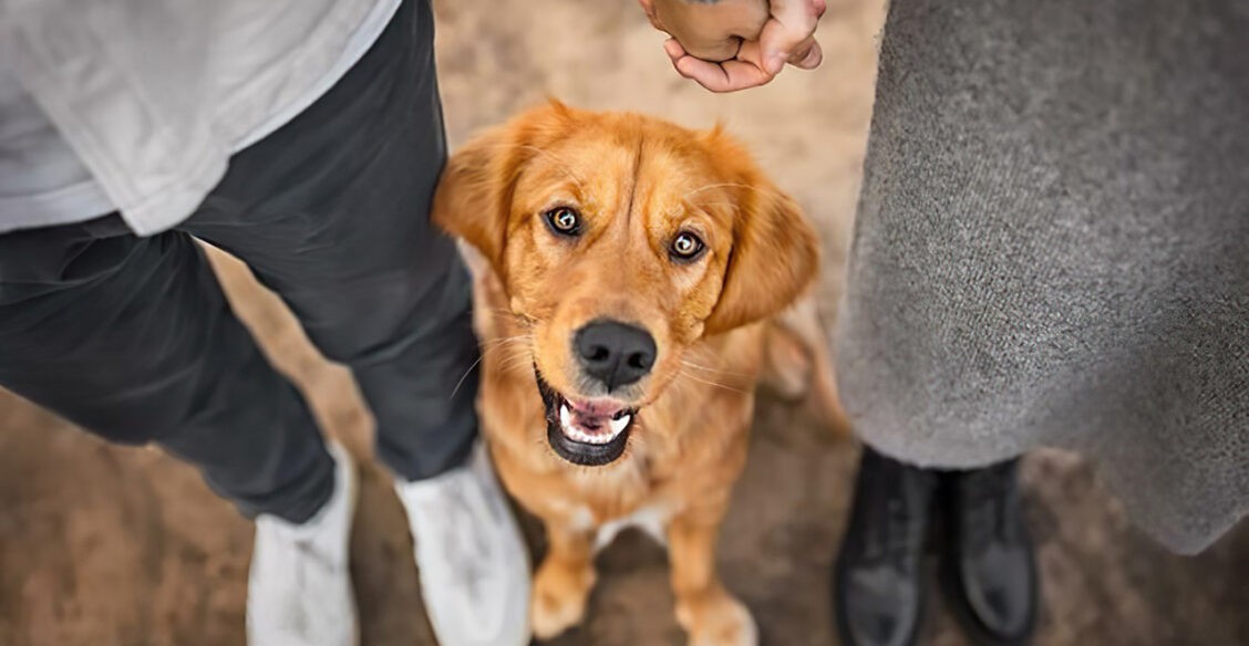 «Кто у нас хороший мальчик?» Лучшие фото собак 2023 года