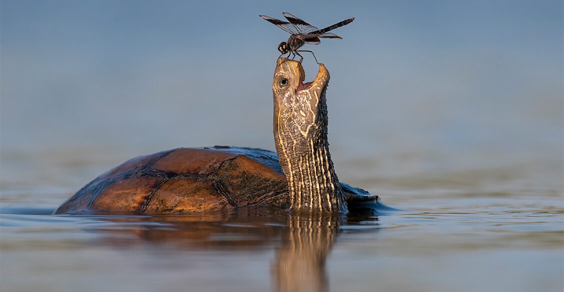 «Покатай меня, черепаха!» Смешные фото диких животных - 2023