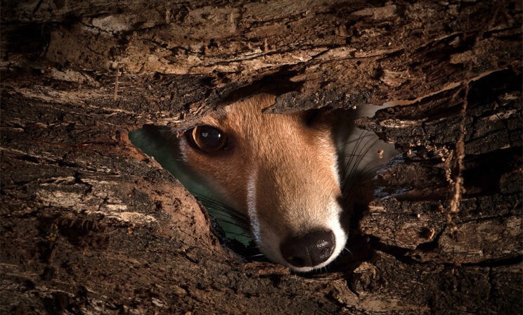 Лиса в большом городе. 10 моментов из жизни Рокси
