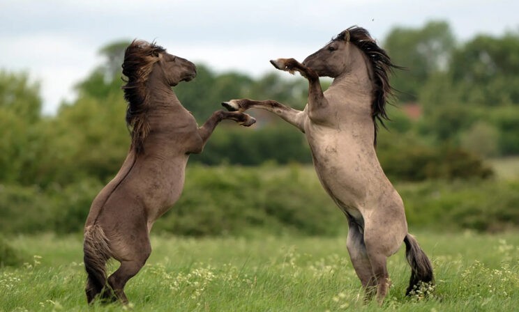«Поиграем в ладушки?» Удивительные фото животных со всего света