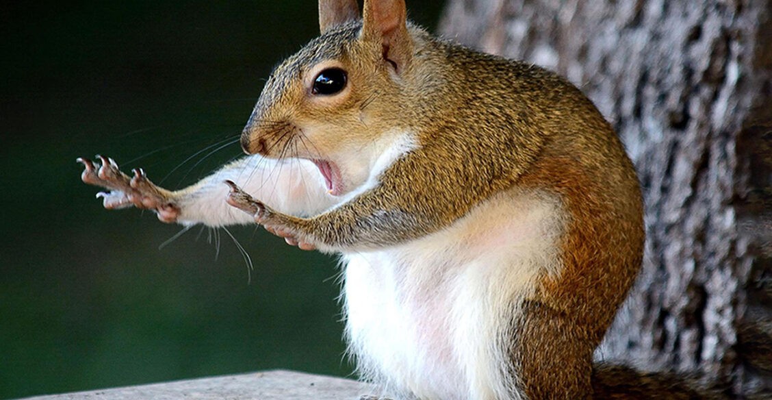 «Хватит с меня оливье!» Самые смешные фото животных