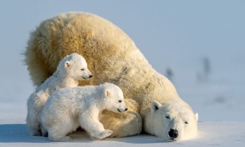 «Мама, давай поиграем!» Смешные и трогательные фото животных 2023 года