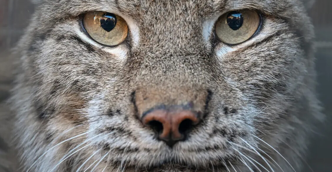 Что вы видите в глазах рыси? Невероятные фото диких животных