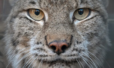 Что вы видите в глазах рыси? Невероятные фото диких животных