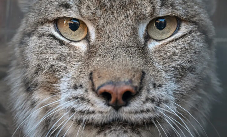 Что вы видите в глазах рыси? Невероятные фото диких животных